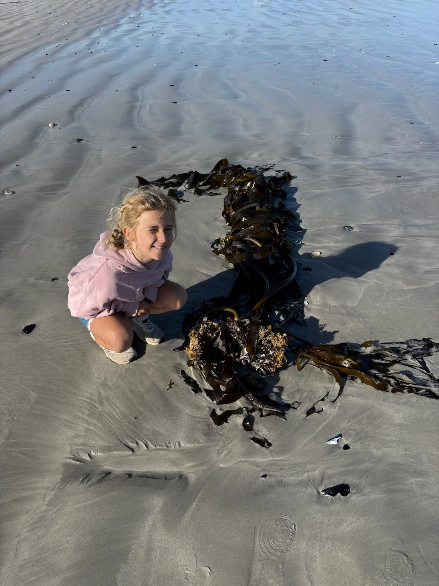 Merle hockt am Strand neben einem riesigen Seetang